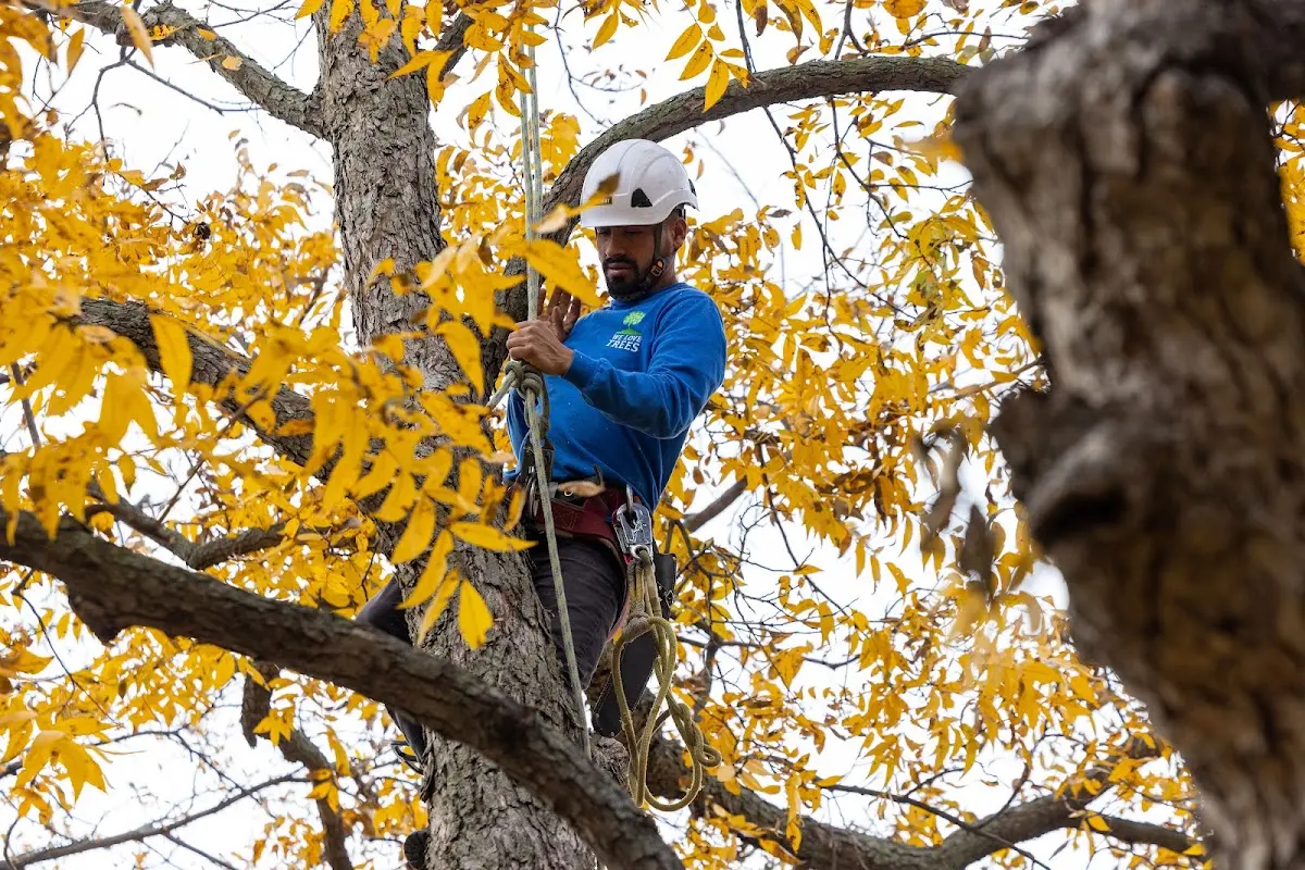 Skilled Tree Transplanting crew working in Oak Ridge