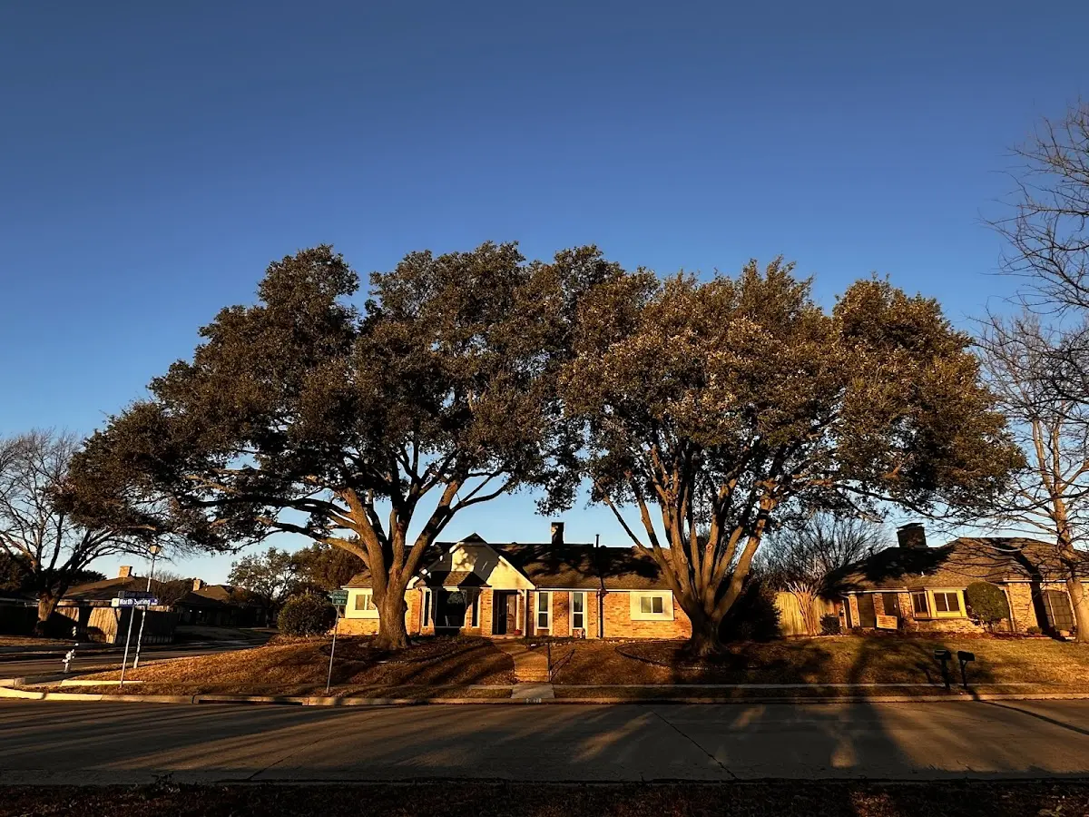 Established residential canopy tree shading a home in Oak Ridge